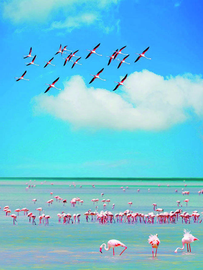 „Tez Tour“ nuotr./Flamingai