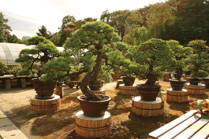 Asmeninės nuotr./Bonsai