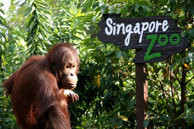 123rf.com nuotr./Sveiki atvykę į Singapūro zoologijos sodą