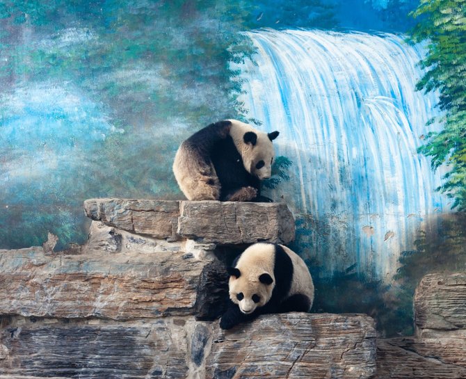 123rf.com nuotr./Pandos – Pekino zoologijos žvaigždės