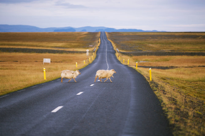 123rf.com/Būkite atsargūs – Islandijos kelius dažnai kerta avys