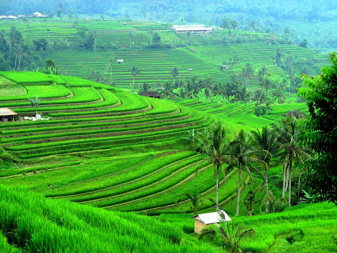 Lotusbalitour.com nuotr./Žalias Balio gamtovaizdis