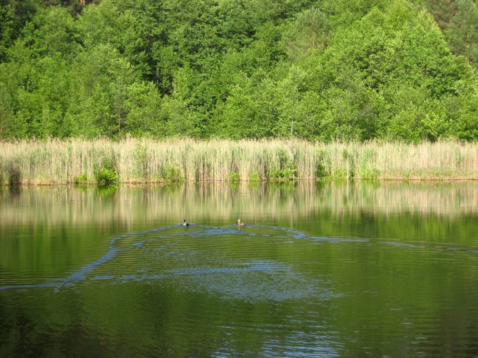 Asmeninės nuotr./Palūšės botanikos takas