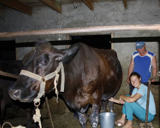 Asmeninė nuotr./Nauji įgūdžiai, įgyti Kirgizijoje: Živilė ten melžė karvę