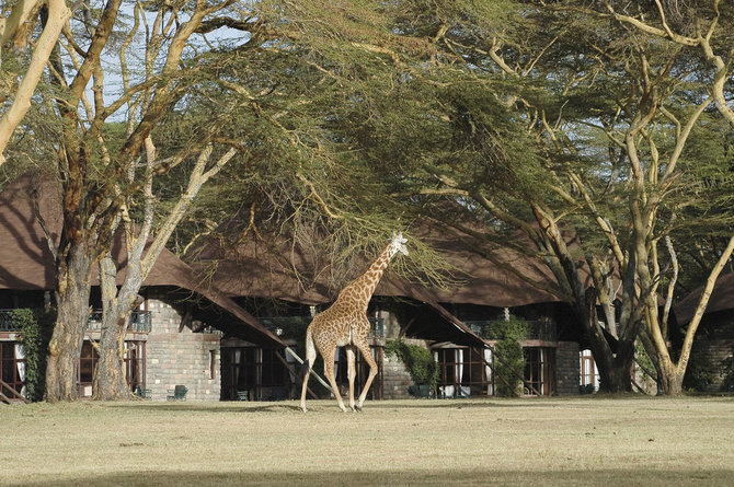 Shutterstock.com/„Giraffe Manor“