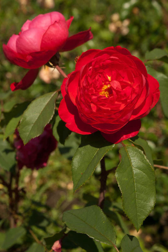 VDU Kauno botanikos sodo nuotr./„Benjamin Britten“ rožė