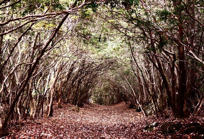 Shutterstock.com/Aokigaharos miško tunelis