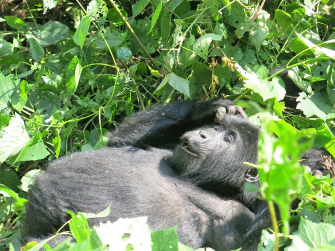 Gabrielės Štaraitės nuotr./Į Ugandą paprastai vykstama dėl gamtos ir ten esančios gyvūnijos