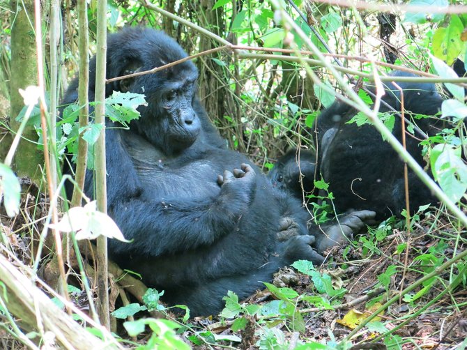 Gabrielės Štaraitės nuotr./Į Ugandą paprastai vykstama dėl gamtos ir ten esančios gyvūnijos