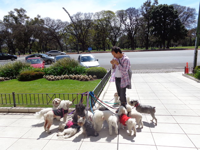 Gabijos Lebednykaitės nuotr./Šunų vedžiotojai Buenos Airėse – populiari profesija