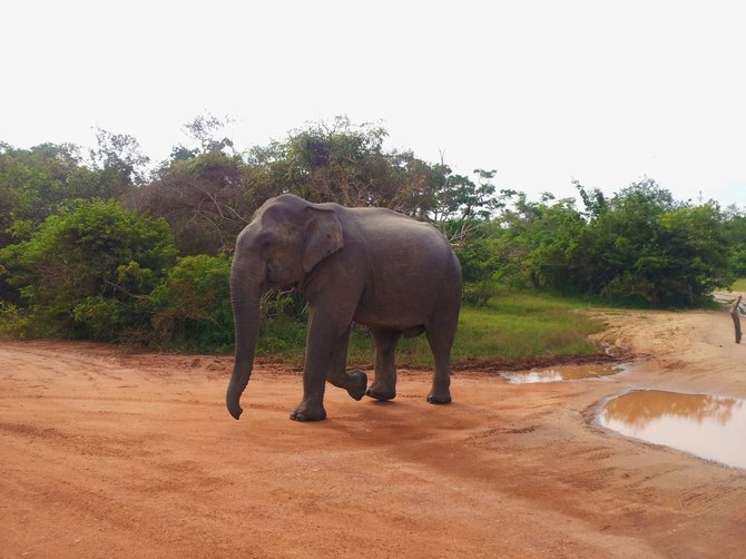 Brigitos Adomavičiūtės nuotr./„Yala Safari“ patiko tik dėl to, kad iš arti pavyko pamatyti dramblį