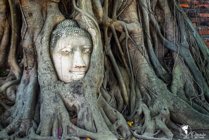 Tomo Baranausko/ Pasaulio piemuo nuotr./Medžio šaknyse įaugusi Budos galva daugumai tikrai matyta iš Tailando turizmą pristatančių atvirukų ar žurnalų  