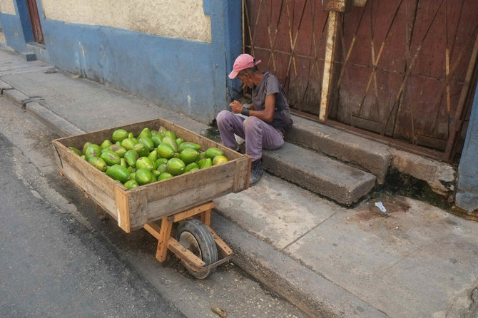 Asmeninė nuotr./Kuboje avokadai savo dydžiu primena Lietuvoje parduodamus melionus