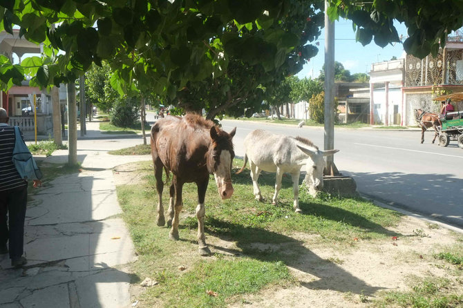 Asmeninė nuotr./Išvysti gatve ar šaligatviu einančius arklius Kuboje galima dažnai