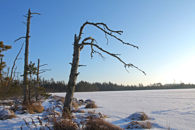 Viktorijos Bružaitės nuotr./Kamanų rezervatas