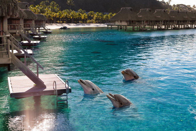 Shutterstock nuotr./Delfinų stebėjimas Maldyvuose