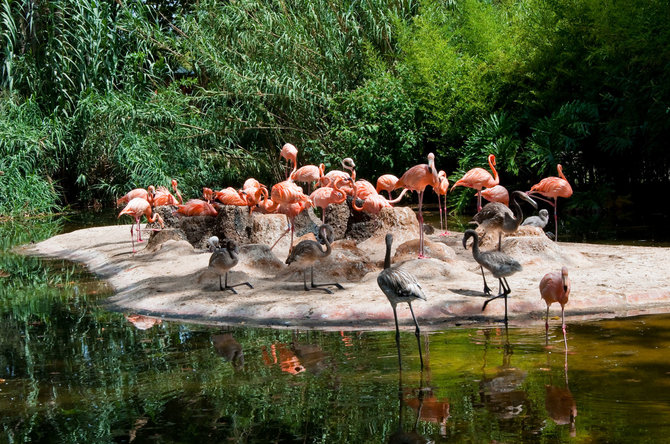123rf.com /Flamingai Barselonos zoologijos sode