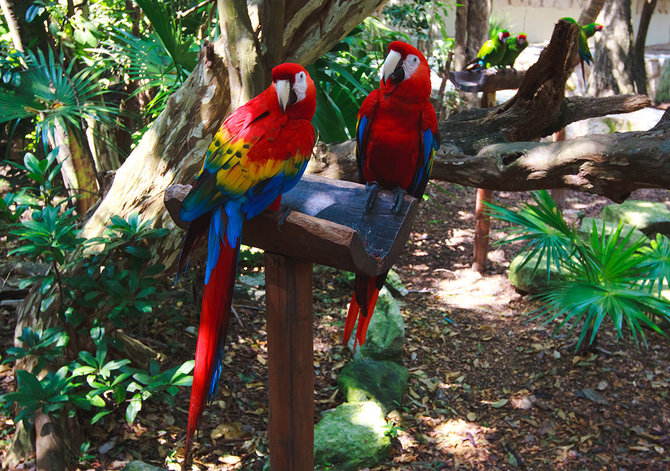 Shutterstock nuotr./Xcaret parkas