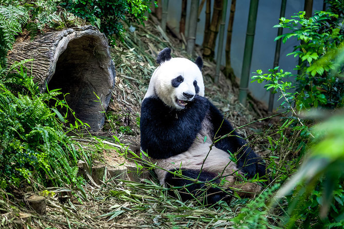 Shutterstock nuotr./„Chapultepec Zoo“