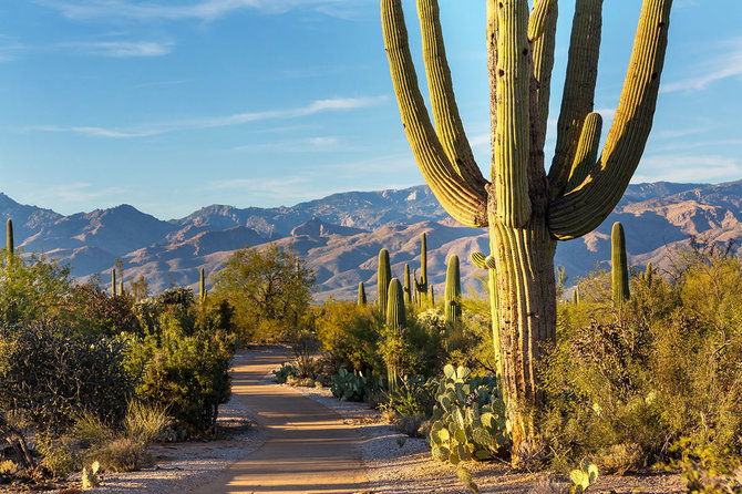 Shutterstock nuotr./Saguaro nacionalinis parkas