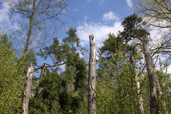 R.Mikalčiūtės-Urbonės/15min.lt/Tarsi nupjauti – taip atrodantys medžiai Kadagių slėnyje primena 2010 m. praūžusį škvalą