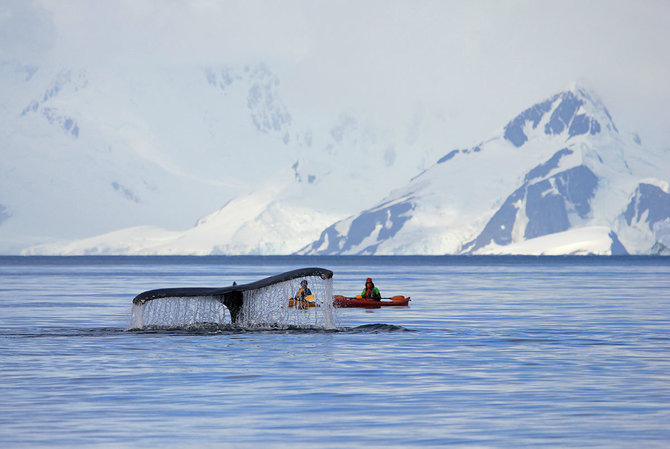 Shutterstock nuotr./Plaukimas su banginiais