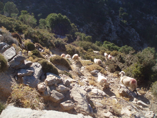 George Mazonakis ir Daphne Manoussaki nuotr./Po tokius kalnus karstosi tik avys ir jas ganantys piemenys