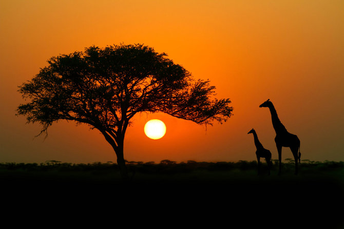 Shutterstock nuotr./Serengetis