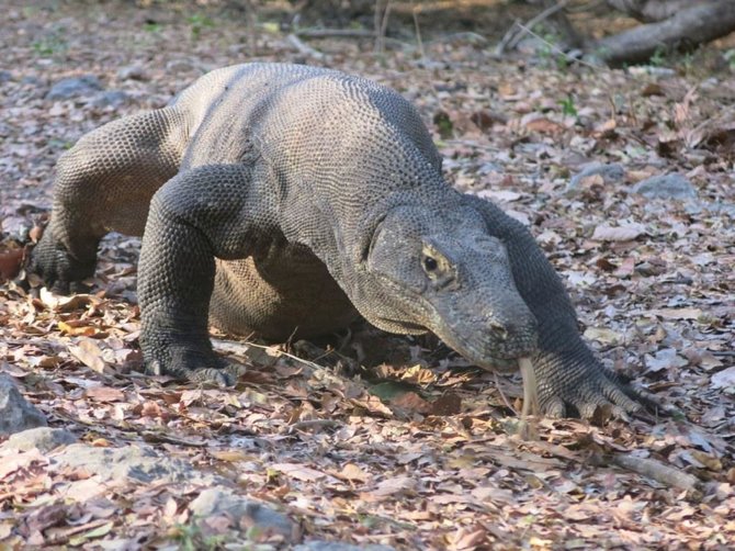 „Travel Planet“ nuotr./Komodo drakonas – įspūdingas gyvūnas, natūraliai laisvėje gyvenantis tik Indonezijoje