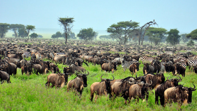 Shutterstock nuotr./Serengečio nacionalinis parkas