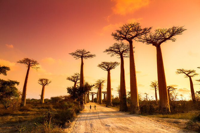 Shutterstock nuotr./Baobabų alėja