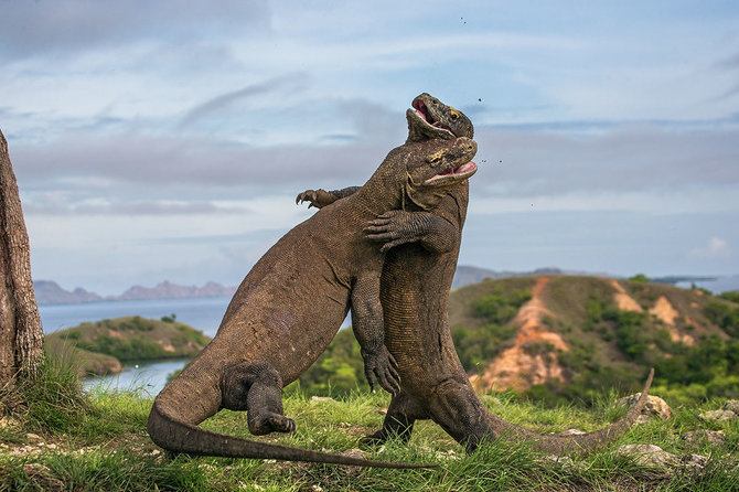 Shutterstock nuotr./Komodo nacionalinis parkas