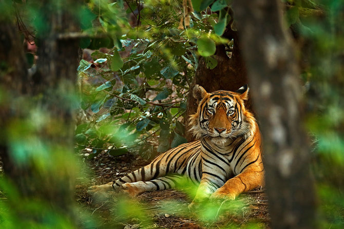 Shutterstock nuotr./Ranthambore nacionalinis parkas