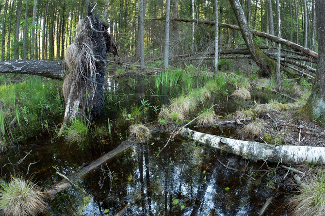 „Sengirės fondo“ nuotr./V.Smailio dovanotas miškas