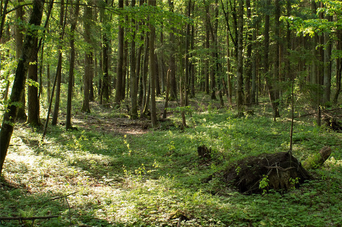 „Sengirės fondo“ nuotr./V.Smailio dovanotas miškas