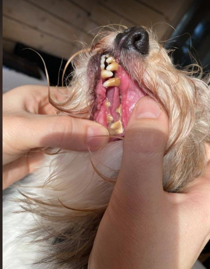G.Valeikaitės nuotr./Veisykloje laikytų šunų dantų būklė buvo prasta.