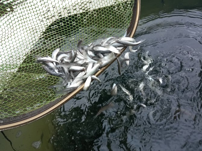 Žuvininkystės tarybos nuotr./Į Šventosios upę išleista 30,78 tūkst. vienetų ypač retų žuvų – skersnukių.