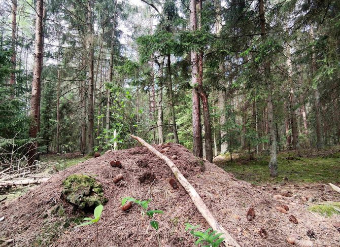 KU nuotr./Miškas, vedantis į Girulius