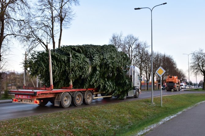 Plungės rajono savivaldybės nuotr./Pirmadienio rytą Plungės gatvėmis buvo vežama Kalėdų eglė.