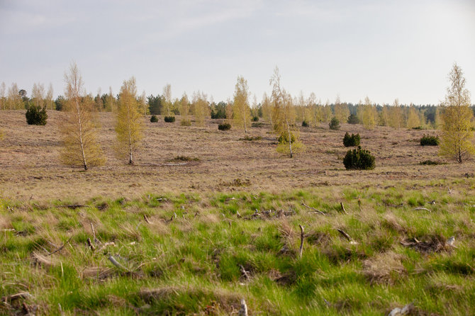 Organizatorių nuotr./Kuršių nerija