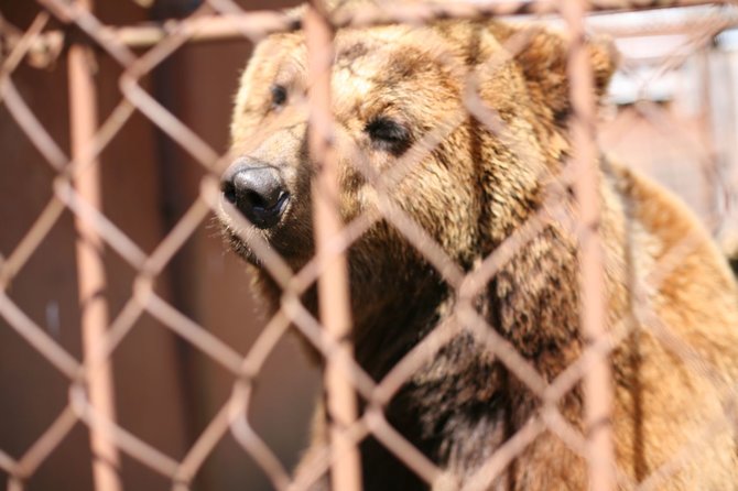 Tomo Pikturnos nuotr./Rudoji meška į „Mini zoo“, įtariama, atkeliavo nelegaliai.