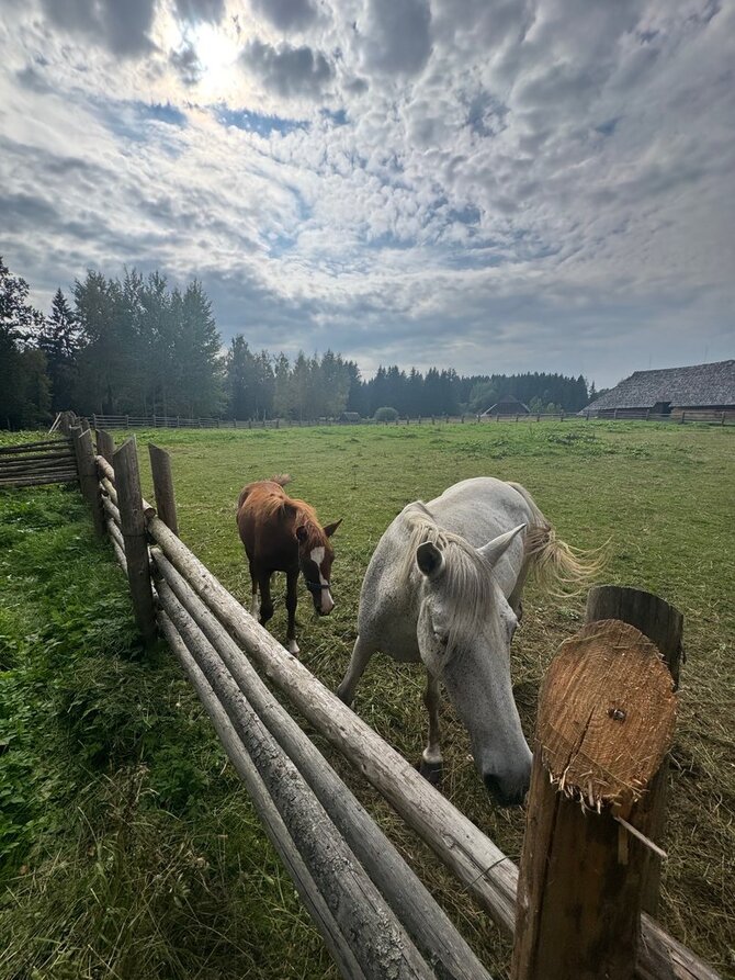Aušros Misiūrienės nuotr./Žemaitukai