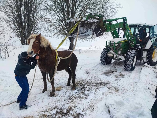 Klaipėdos priešgaisrinės gelbėjimo valdybos nuotr./Išgelbėtas arklys