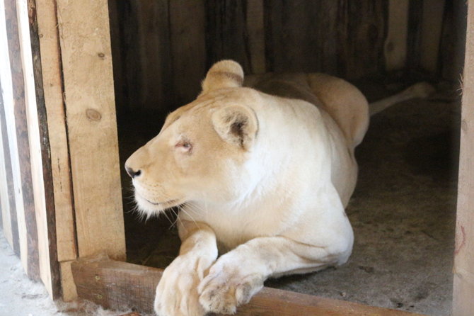 A.Jašinskienės/15min.lt  nuotr./Klaipėdos zoologijos sode apsigyveno keturi baltieji liūtai, atgabenti iš Prahos.