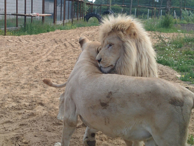 A.Jašinskienės/15min.lt  nuotr./Klaipėdos zoologijos sode apsigyveno keturi baltieji liūtai, atgabenti iš Prahos.