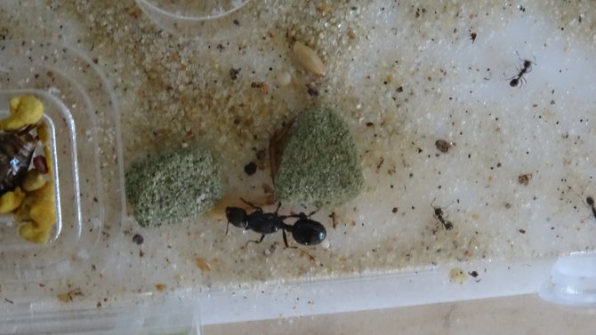 KNNP nuotr./Kuršių nerijos nacionalinis parkas šiemet kviečia pažinti skruzdes.