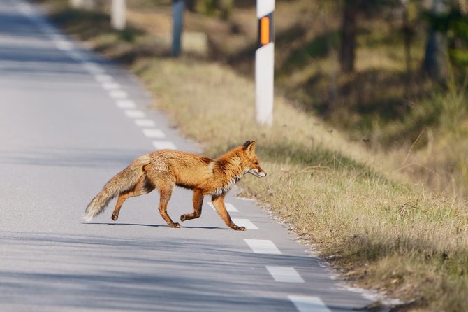 KNNP nuotr./Lapės Kuršių nerijoje