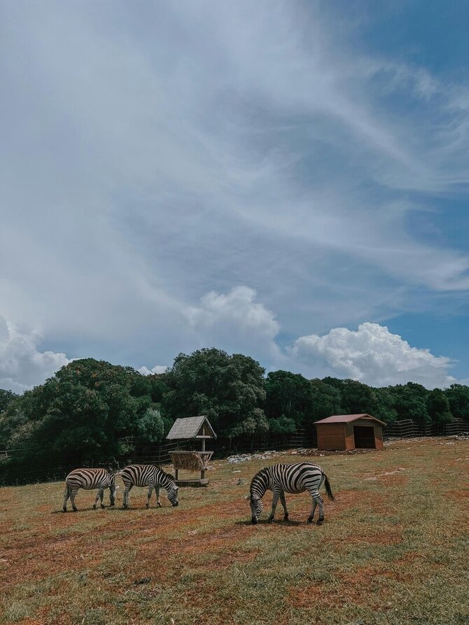 Pexels nuotr./Brijuni saloje gyvenantys zebrai