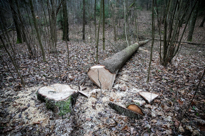 15min nuotr./Valdemaro Tomaševskio sodyba