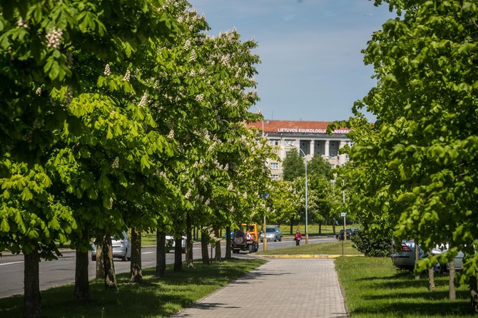 Juliaus Kalinsko/15min.lt nuotr./Vilniuje žydi kaštonai